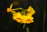 Friday gold by LynEve, photography->flowers gallery