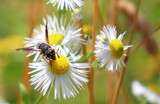 Wasp On Flowers by Tomeast, photography->macro gallery