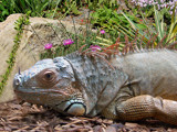 Iguana composition by Gary1592, Photography->Animals gallery