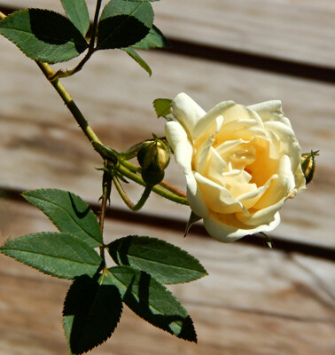 Click here to view at full resolution.