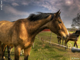 Buckskin horse by Junglegeorge, Photography->Animals gallery