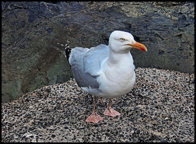 Click here to view at full resolution.