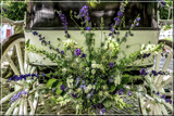 Gig Foofies 142 by corngrowth, photography->flowers gallery