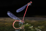 Mating Pyrrhosoma nymphula by Paul_Gerritsen, photography->insects/spiders gallery