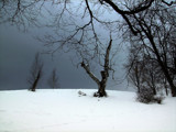 So Cold. So Eerie, So Much Deer Poo! by Jims, Photography->Landscape gallery