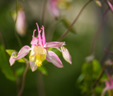 Columbine by Pistos, photography->flowers gallery