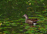 Among the Lily pads by biffobear, photography->birds gallery