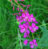 Alaskan Fireweed by PamParson, Photography->Flowers gallery