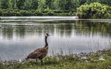 Goose On The Loose by Jimbobedsel, photography->birds gallery