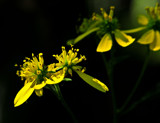 Late Bloomers by vangoughs, photography->flowers gallery