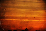 Crows on the Sunset by JayMxPhotography, photography->nature gallery