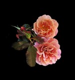 Rose Bed Spray by Roseman_Stan, photography->flowers gallery