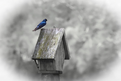 Click here to view at full resolution.