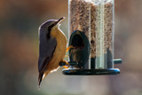 Nuthatch 3 by Ramad, photography->birds gallery