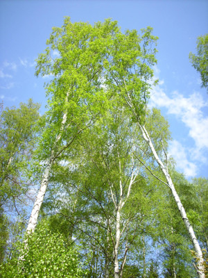 Click here to view at full resolution.