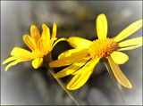 Signs of Spring #1 by LynEve, photography->flowers gallery