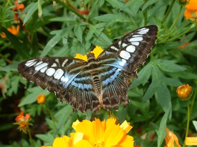 Click here to view at full resolution.