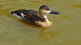 Wandering Whistling Duck #3 by gonedigital, photography->birds gallery