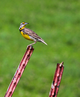 Click here to view at full resolution.