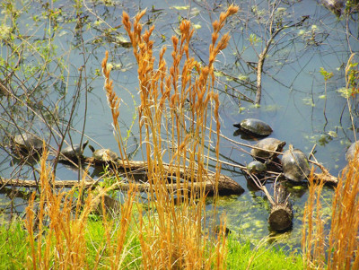 Click here to view at full resolution.