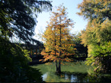 Fall in the Duck Pond by Anita54, Photography->Landscape gallery