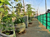 Rooftop garden, by sahadk, photography->general gallery