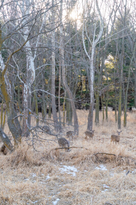 Click here to view at full resolution.