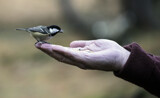 Talk to the Hand by biffobear, photography->birds gallery