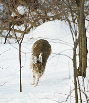 Click here to view at full resolution.