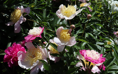 Click here to view at full resolution.
