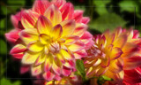 Dahlia Conversation by LynEve, photography->flowers gallery
