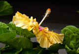 Hibiscus Supreme by PatAndre, Photography->Flowers gallery