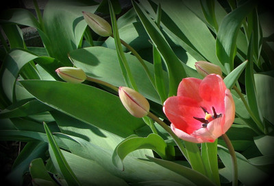 Click here to view at full resolution.