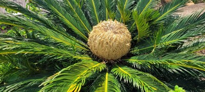 Click here to view at full resolution.