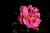 Simply the rose . . . by LynEve, photography->flowers gallery