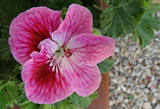Fridays Bloom #8 by Starglow, photography->flowers gallery