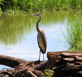 Nesting Heron by Pistos, photography->birds gallery