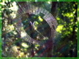 Simply Web by aiced, Photography->Insects/Spiders gallery