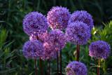 Allium by Ramad, photography->flowers gallery