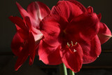 Amaryllis 2023 by jerseygurl, photography->flowers gallery