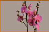 Orchids by Ramad, photography->flowers gallery