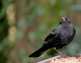 Mr Blackbird by braces, Photography->Birds gallery