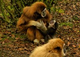 HDR (revised) 2 by crystaliane, Photography->Animals gallery