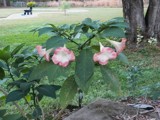 Trumpet Plant by sunny184, photography->flowers gallery