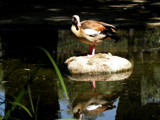 Egyptian Goose by Ramad, photography->birds gallery