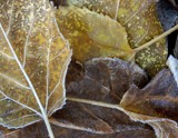 Leaves 1 by gerryp, Photography->Macro gallery