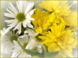 Waiting by LynEve, photography->flowers gallery