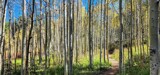 Aspen Trees by Flmngseabass, photography->landscape gallery