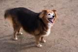 Hello Doggie by Ramad, photography->pets gallery