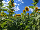 Among sun worshippers by mausi2541, photography->flowers gallery